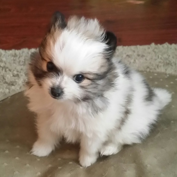 Meet your Posher, Mikey - Picture 5 of 16